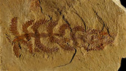 fossile de Diania cactiformis.